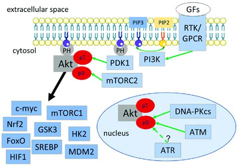 akt protein|akt protein abbreviation.